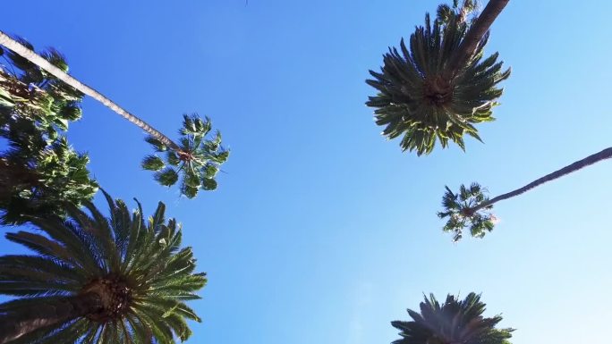 棕榈树经过晴朗晴朗的天空。开车穿过阳光明媚的比佛利山庄。加州洛杉矶。