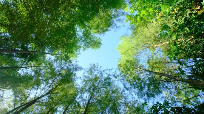 仰拍仰视森林公园树林落羽杉天空旋转合集