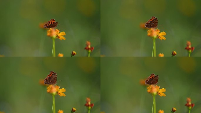 小花野花春天