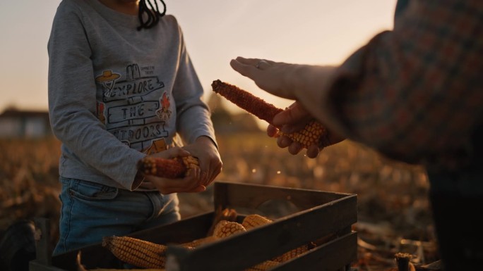 日落时分，农夫和儿子在农场里把玉米从棒子上剥下来放进木箱里