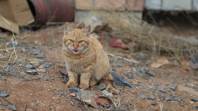 关爱小动物工厂里流浪猫流浪狗