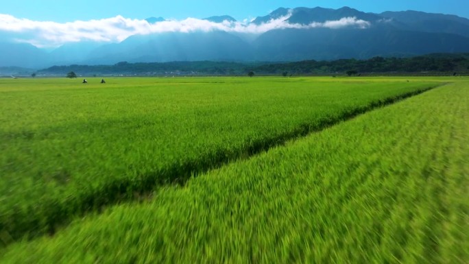 清晨鸟瞰收获季节的稻田