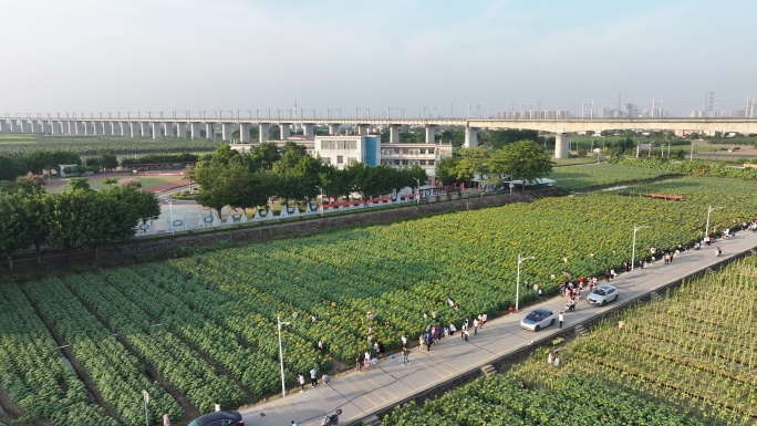 中国广东省广州市南沙横沥镇向日葵