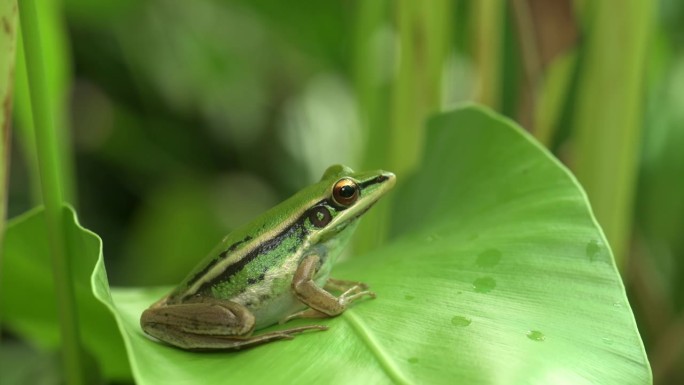 F01叶子上的绿色青蛙