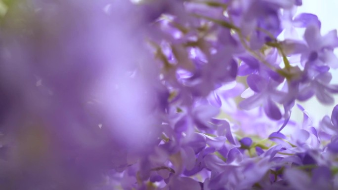前景 花朵 紫色花 唯美视频 素材 转场