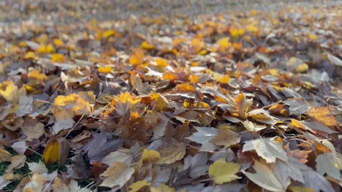 秋天的时候，地面被枫叶覆盖。