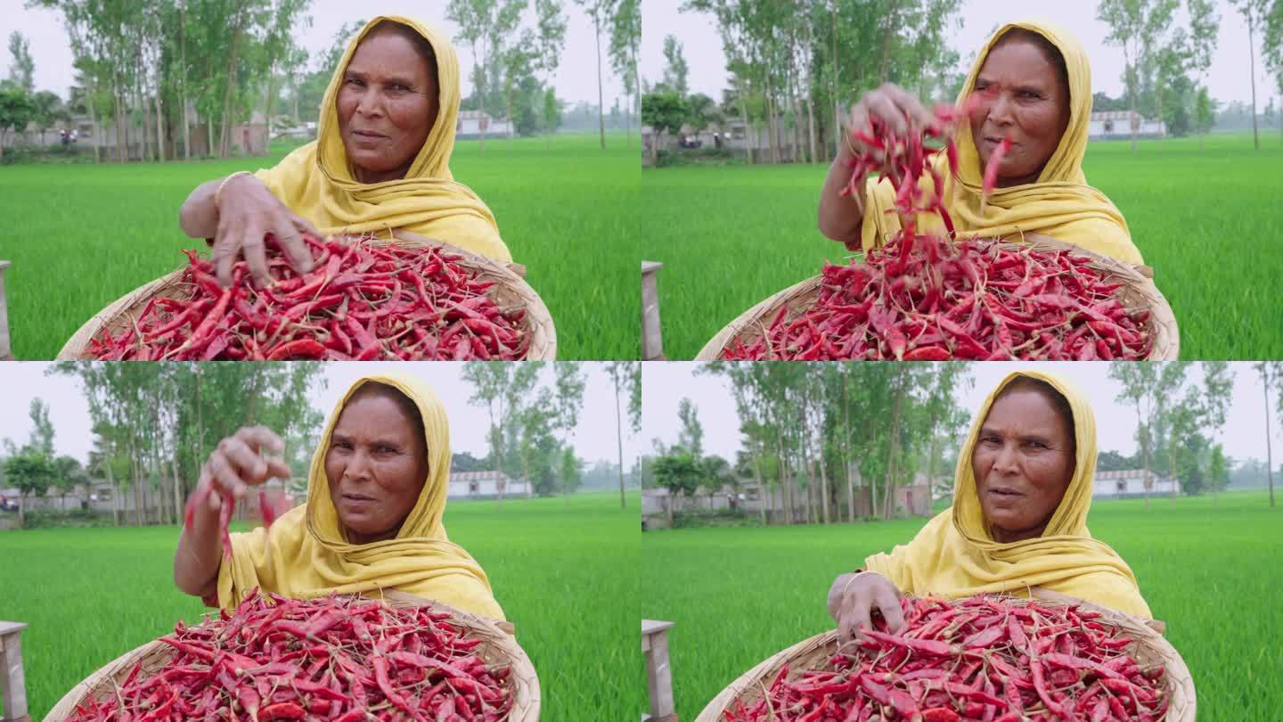 来自孟加拉国锡尔赫特地区的妇女在辣椒地里工作