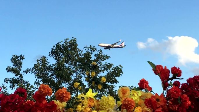 飞机在云中以鲜花为背景