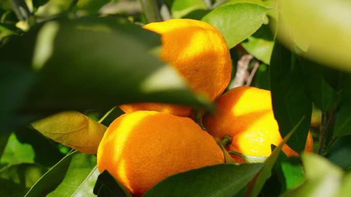 怒江兰坪金秋十月农村果园金黄色的橘子橙子
