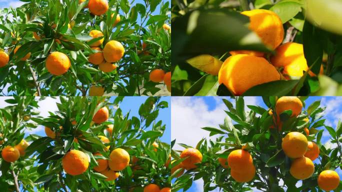 怒江兰坪金秋十月农村果园金黄色的橘子橙子