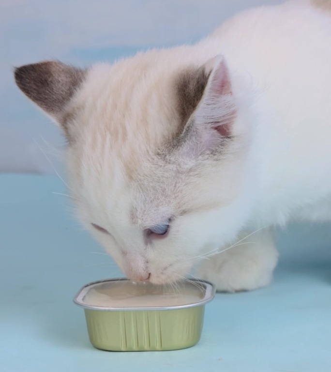 宠物布偶猫小猫幼猫在桌上吃奶昔罐升格头