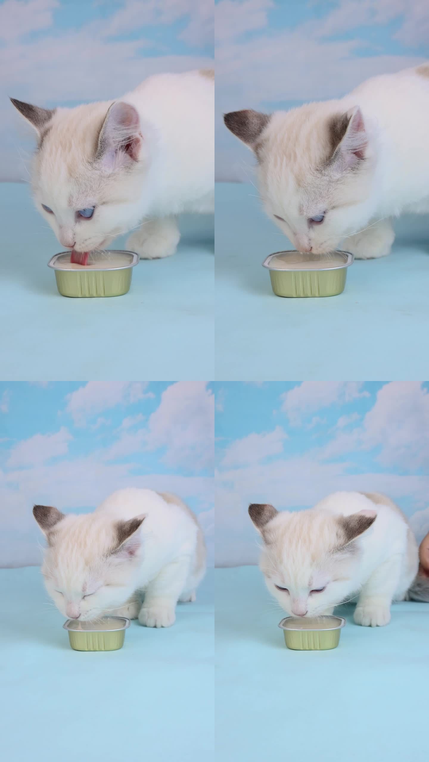 宠物布偶猫小猫幼猫在桌上吃奶昔罐升格头
