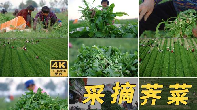 4K 农民在蔬菜种植基地采摘新鲜的荠菜