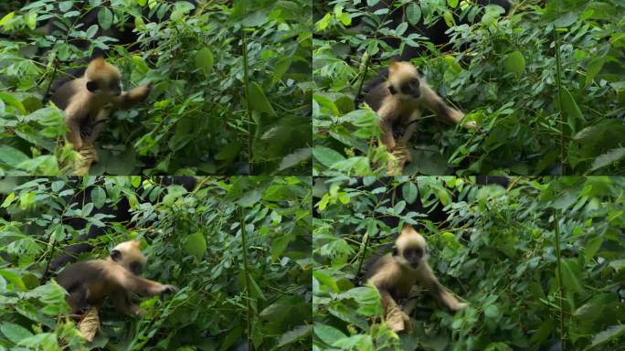 小金猴在树林间觅食