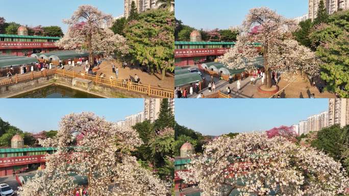 中国广东省广州市天河区华南师范大学异木棉