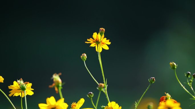 小花野花春天