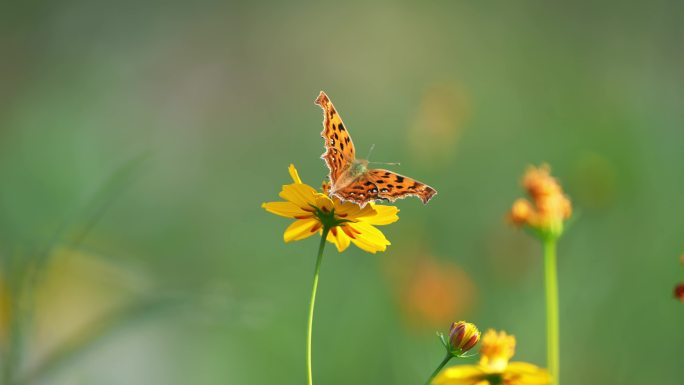 小花野花春天