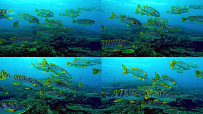 美丽的水下彩色热带珊瑚礁和海鱼。探索海洋中的野生动物风景。平静的海洋浮潜在亚洲珊瑚礁。明亮充满活力的
