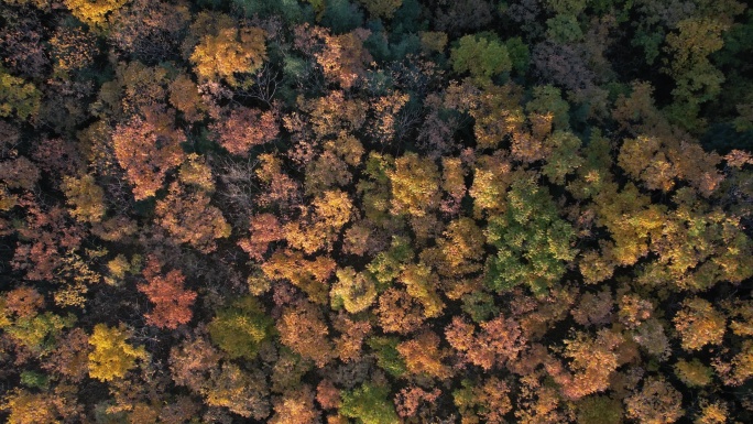 落日时分的秋季树林