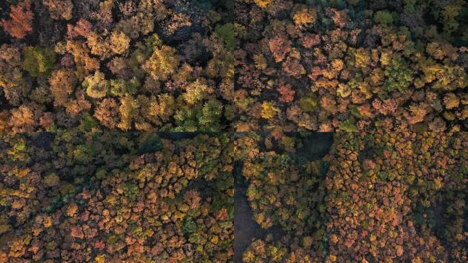 落日时分的秋季树林