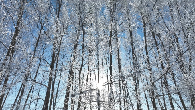 树林雪松树枝树挂冬日阳光