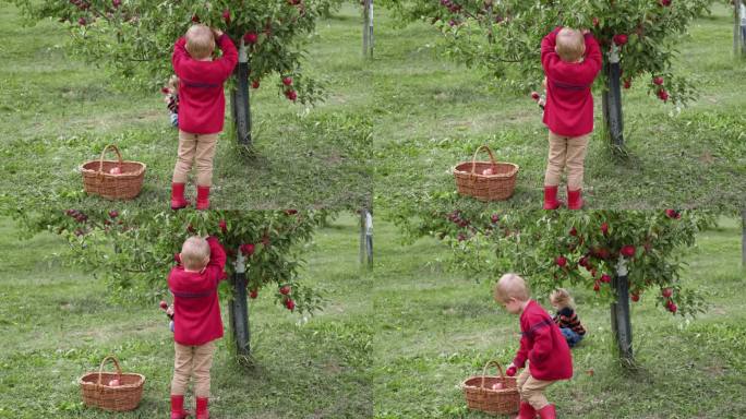 收获后的苹果园里的小孩。初学走路的小男孩在秋收的果园里吃着一个大红苹果。前景上的一篮子苹果。秋日阴天
