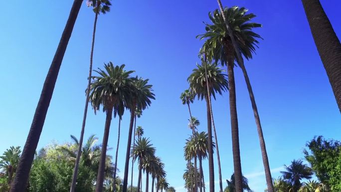 比佛利山庄的棕榈树。加州洛杉矶。晴朗的夏日天空。