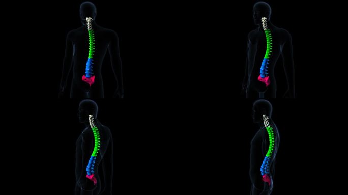 人体骨骼脊柱，腰椎，骶骨，3d插图