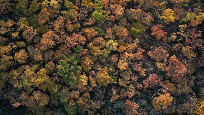 落日时分的秋季树林