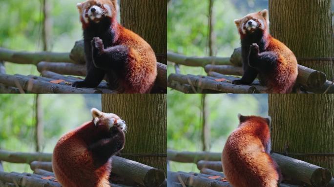 小熊猫吃食物挠痒（升格素材）