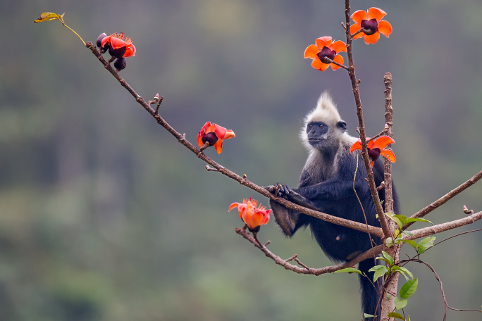 白头叶猴优雅吃花