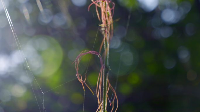 植物光斑 发芽 植物触丝 高级氛围感3