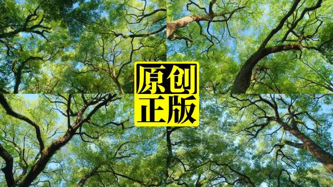 南宁人民公园池塘边的樟树古树仰拍树荫树枝
