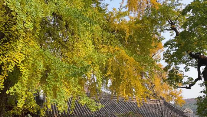 北京潭柘寺银杏树千年古刹潭柘寺千年银杏树