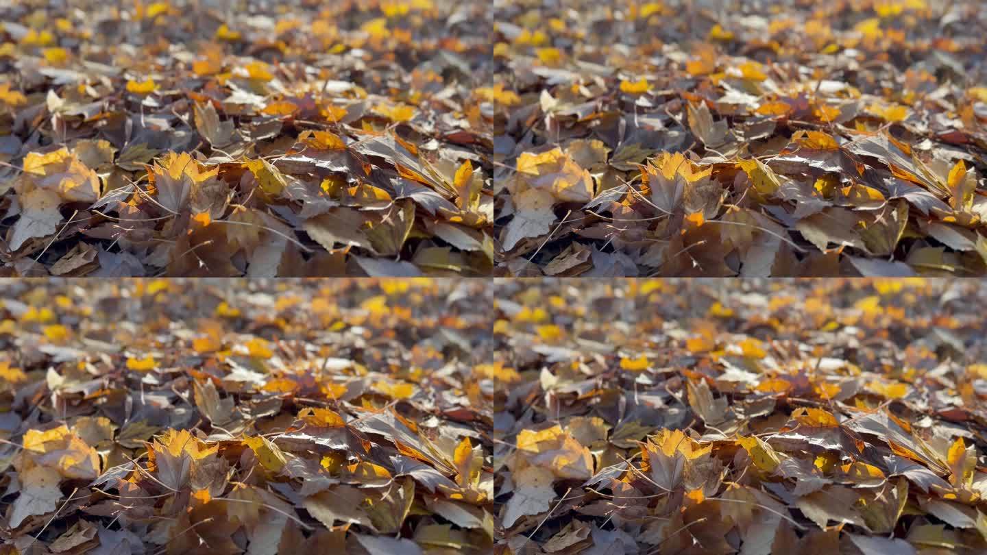 一堆枫叶在一堆开始分解。