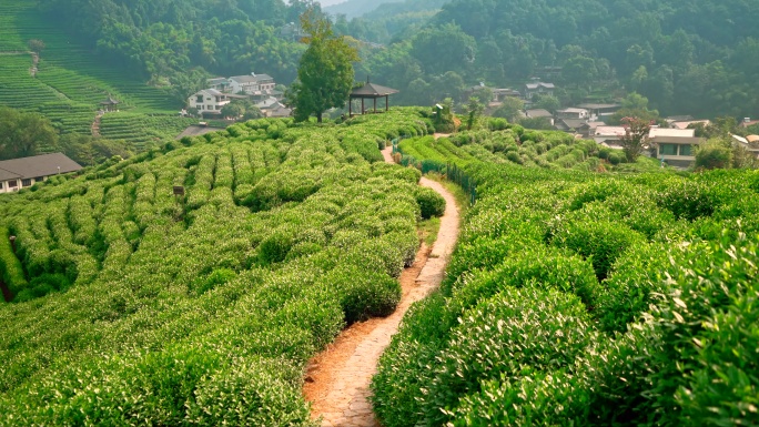 杭州龙井村茶山茶园风光10