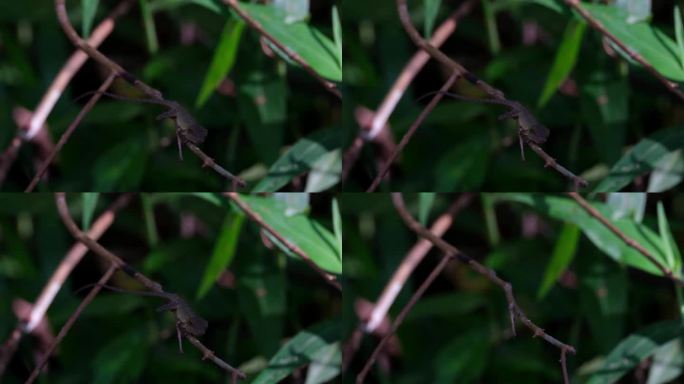 东方花园蜥蜴，泰国，五彩卡洛特，站在更高的有利位置，暴露全身，监视猎物，突然跳起来捕捉食物