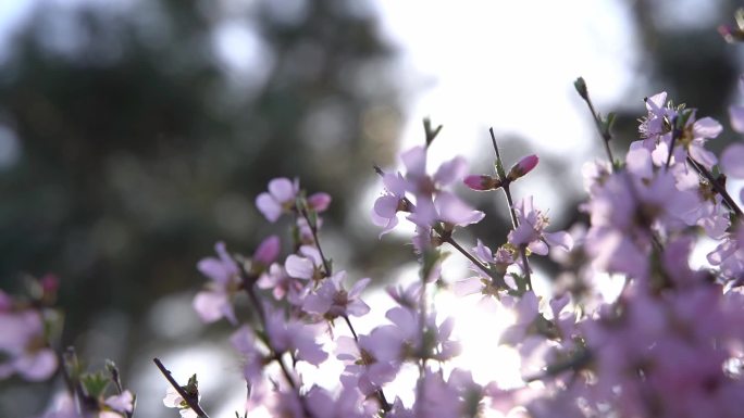 景观树桃花公园观赏树桃花