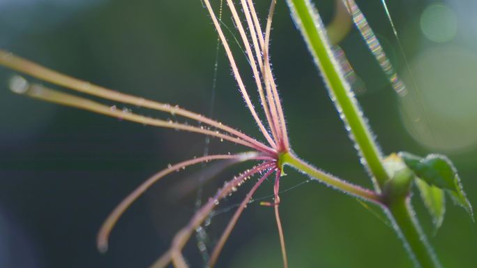 植物光斑 发芽 植物触丝 高级氛围感4