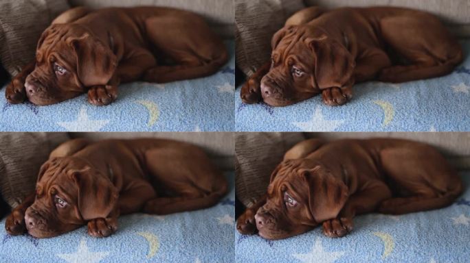 一只棕色的法国獒犬小狗躺在沙发上，望着窗外。一只悲伤的小狗独自坐在沙发上。