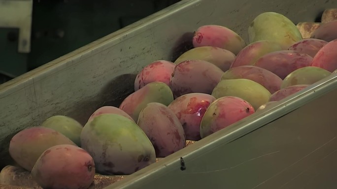 工业水果加工用的是刚采收的芒果