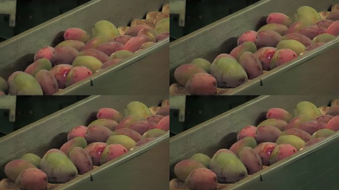 工业水果加工用的是刚采收的芒果