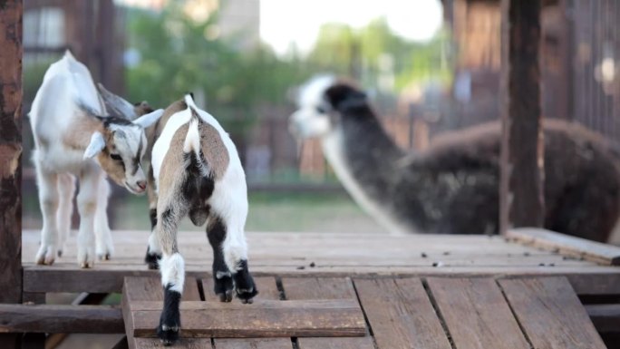 小山羊在围栏内的木桥上玩耍