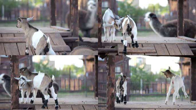 小山羊在围栏内的木桥上玩耍