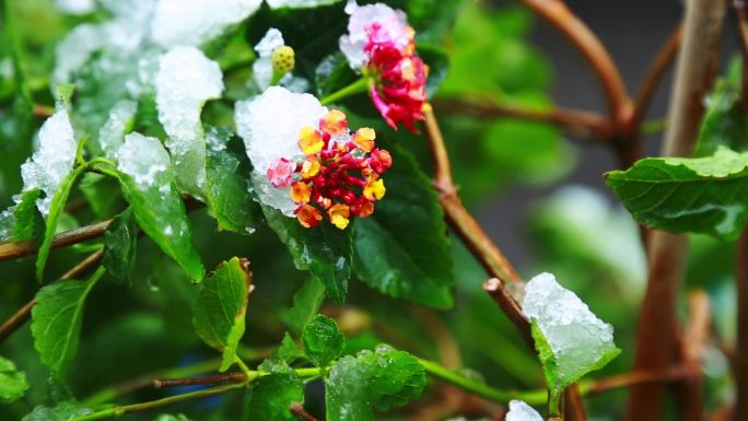 冬天唯美雪景绿叶红花
