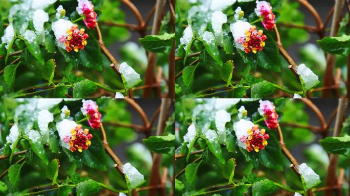 冬天唯美雪景绿叶红花