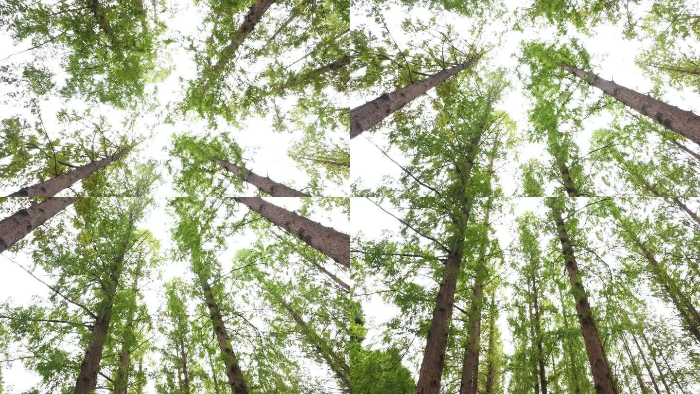 高大挺拔的水杉树