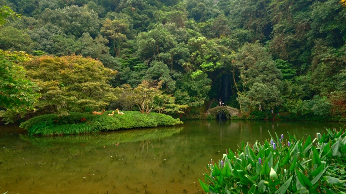 杭州九溪烟树景区山水风光