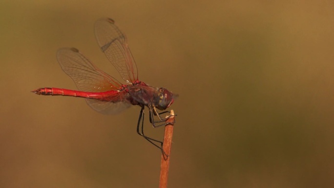 一只红色的蜻蜓在草茎上捕猎