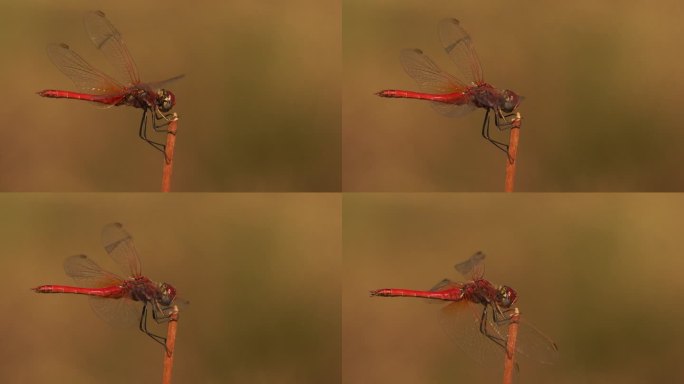 一只红色的蜻蜓在草茎上捕猎